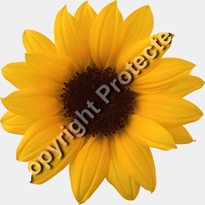 sunflower 17201+ 1  Thumbnail