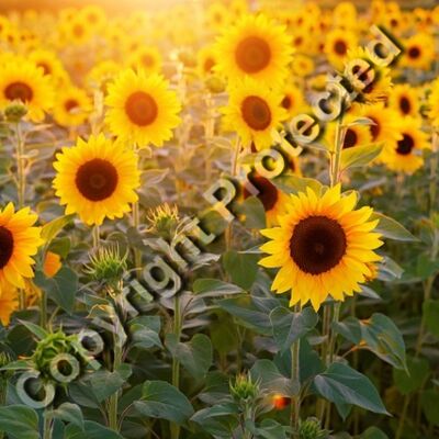 sunflower 3550693 640 Thumbnail