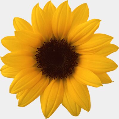 sunflower 17201+ 1  Thumbnail