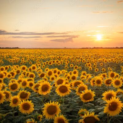 sunflower field Thumbnail